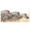 Designart - Zebras in A Row in Grassland - African Wall Art Print
